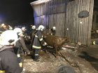 TierrettungLembach_Foto-FF-GrossGerungs_kl.jpg TierrettungLembach_Foto-FF-GrossGerungs_kl.jpg