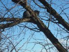Tierrettung_20170102_1_kl.jpg Tierrettung_20170102_1_kl.jpg